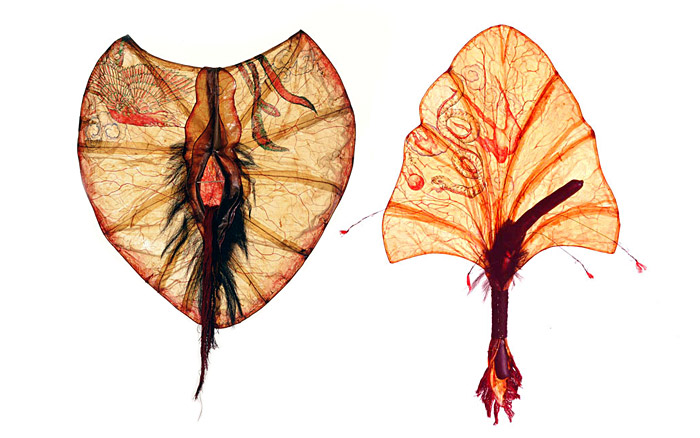 Transvisceral Border Series| She and He Flower, 1997